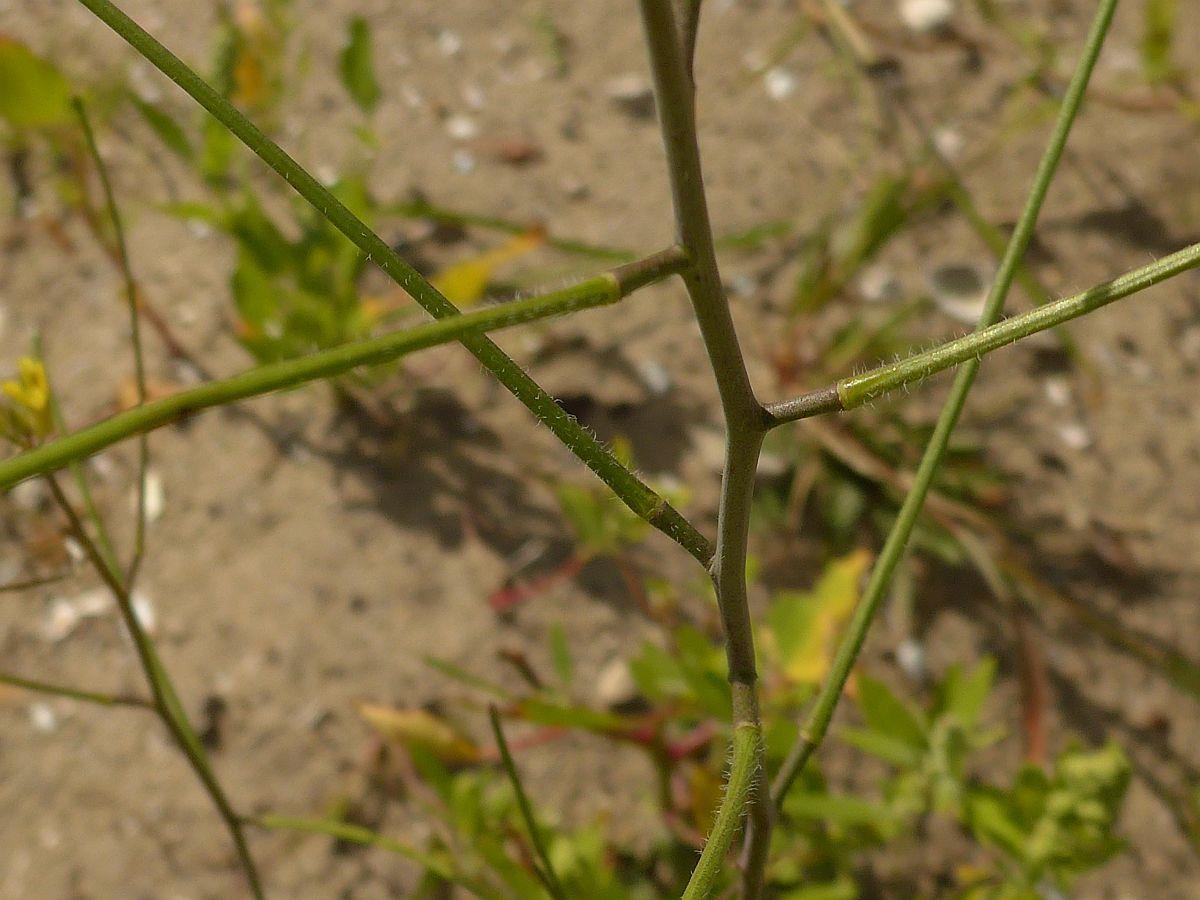 Sisymbrium orientale (door Hanneke Waller)