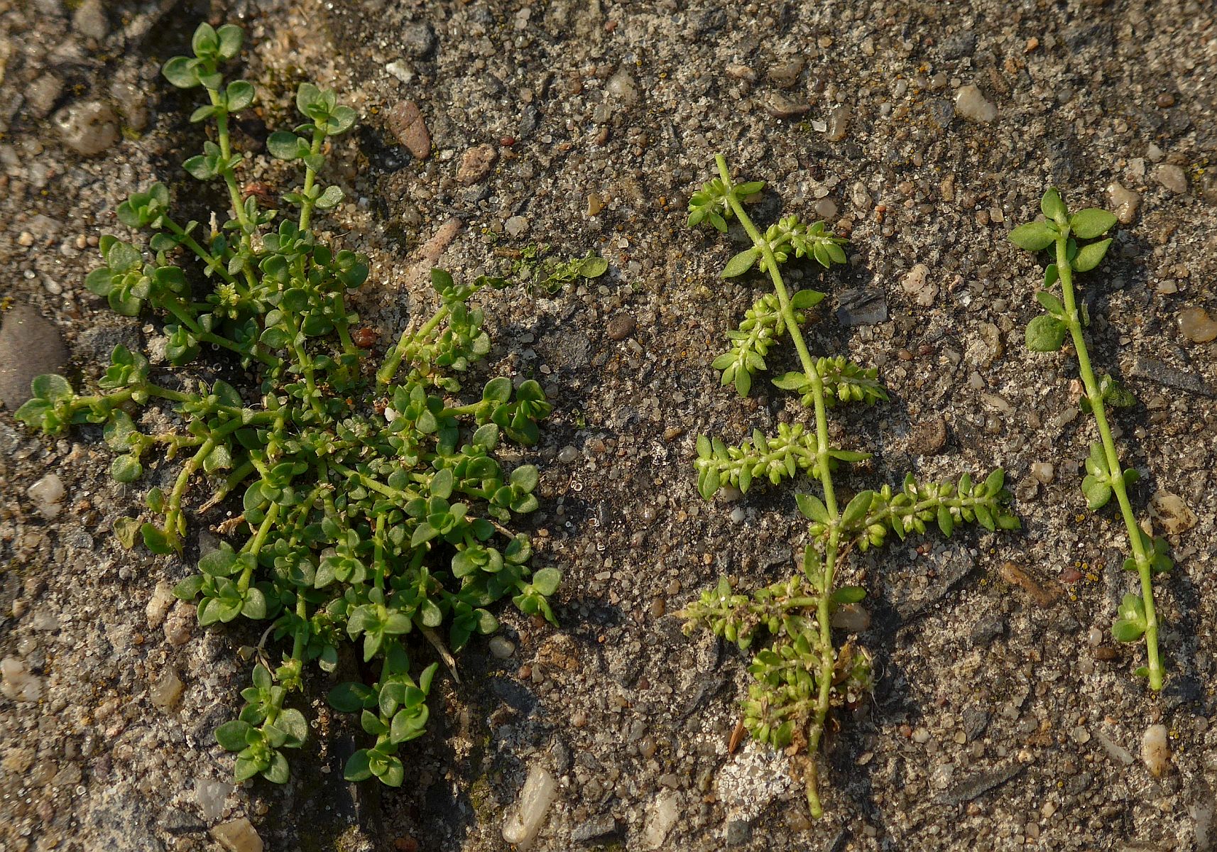 Herniaria glabra (door Hanneke Waller)