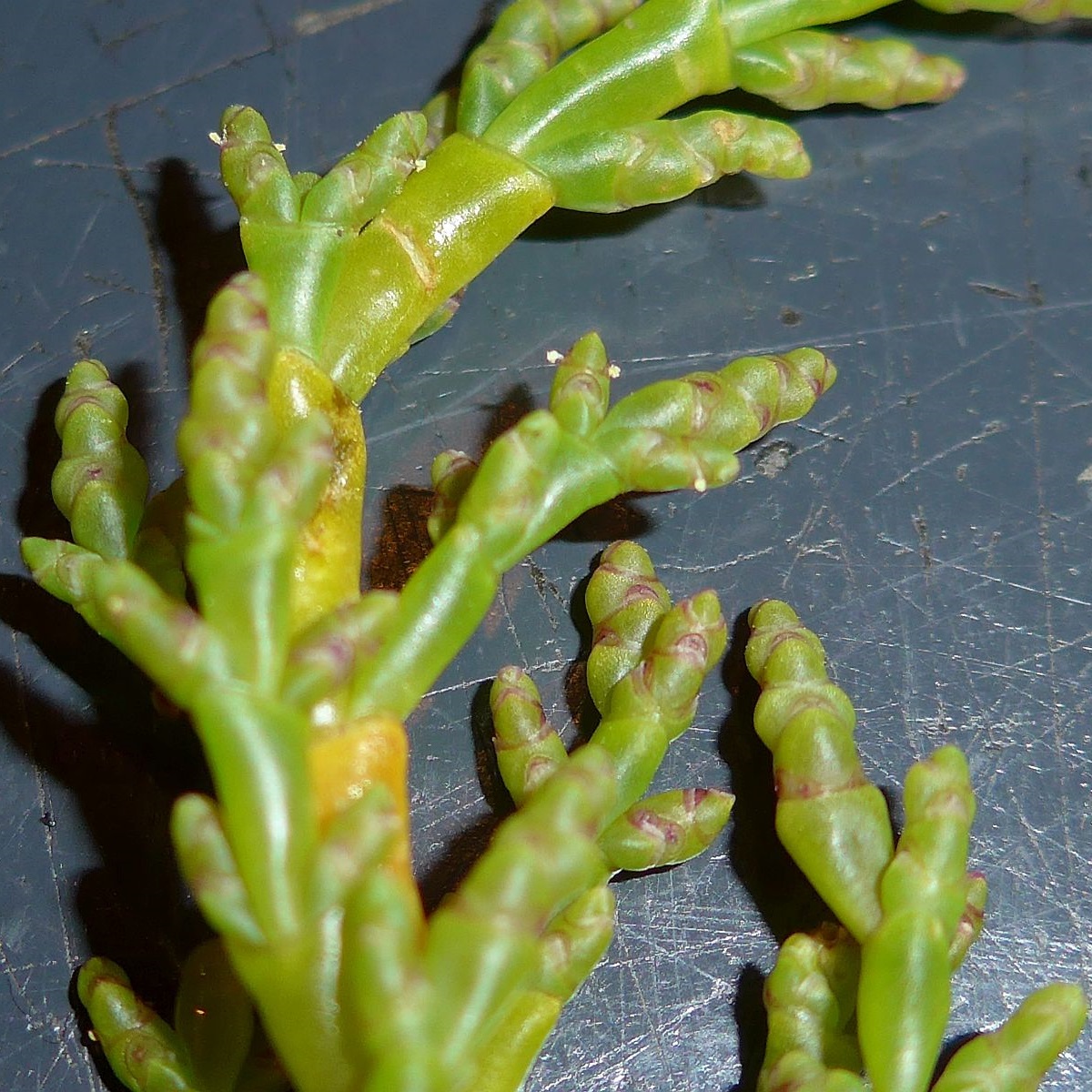 Salicornia europaea subsp. disarticulata (door Hanneke Waller)