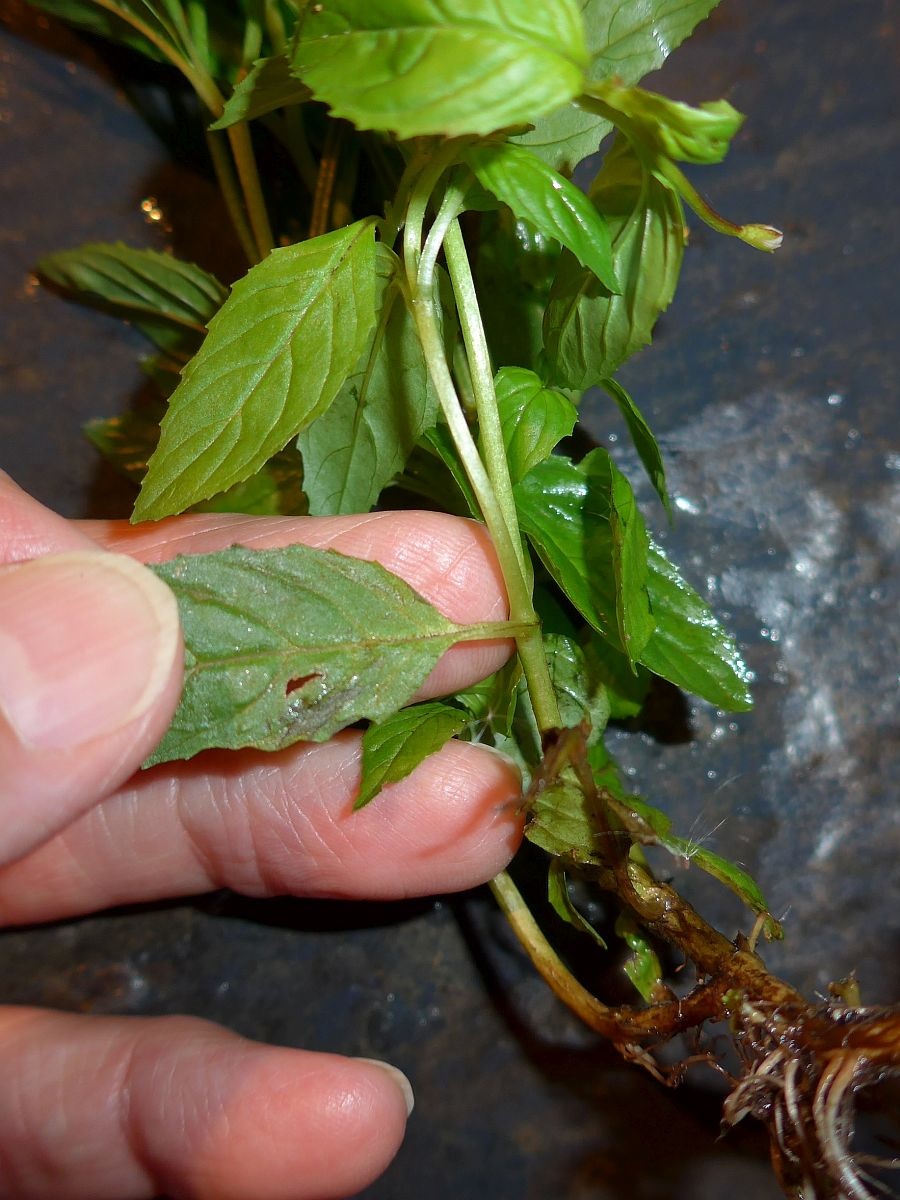 Epilobium ciliatum (door Hanneke Waller)