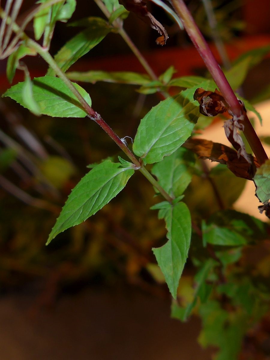 Epilobium tetragonum (door Hanneke Waller)