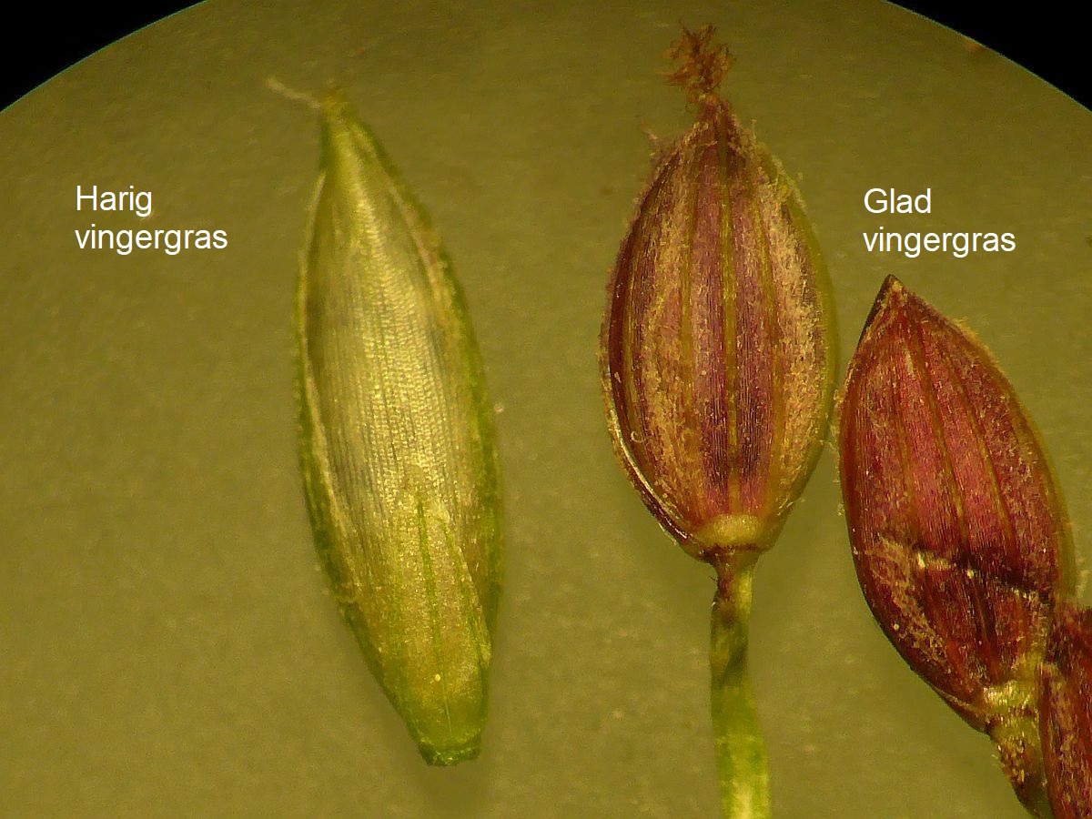 Digitaria ischaemum (door Hanneke Waller)