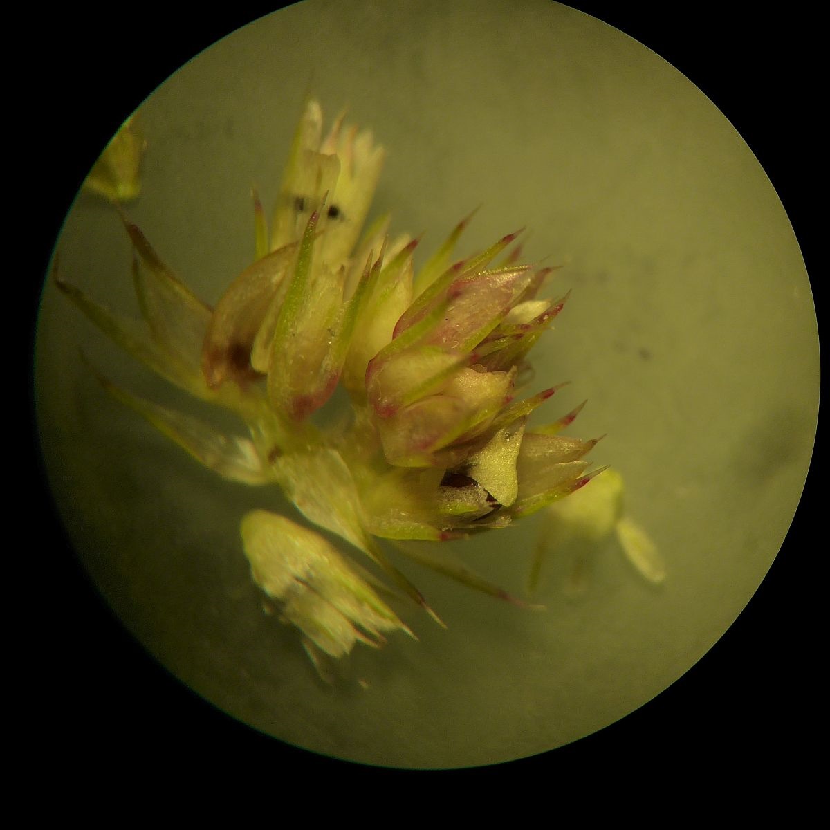 Amaranthus retroflexus (door Hanneke Waller)