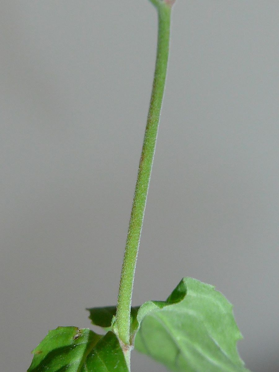 Epilobium montanum (door Hanneke Waller)