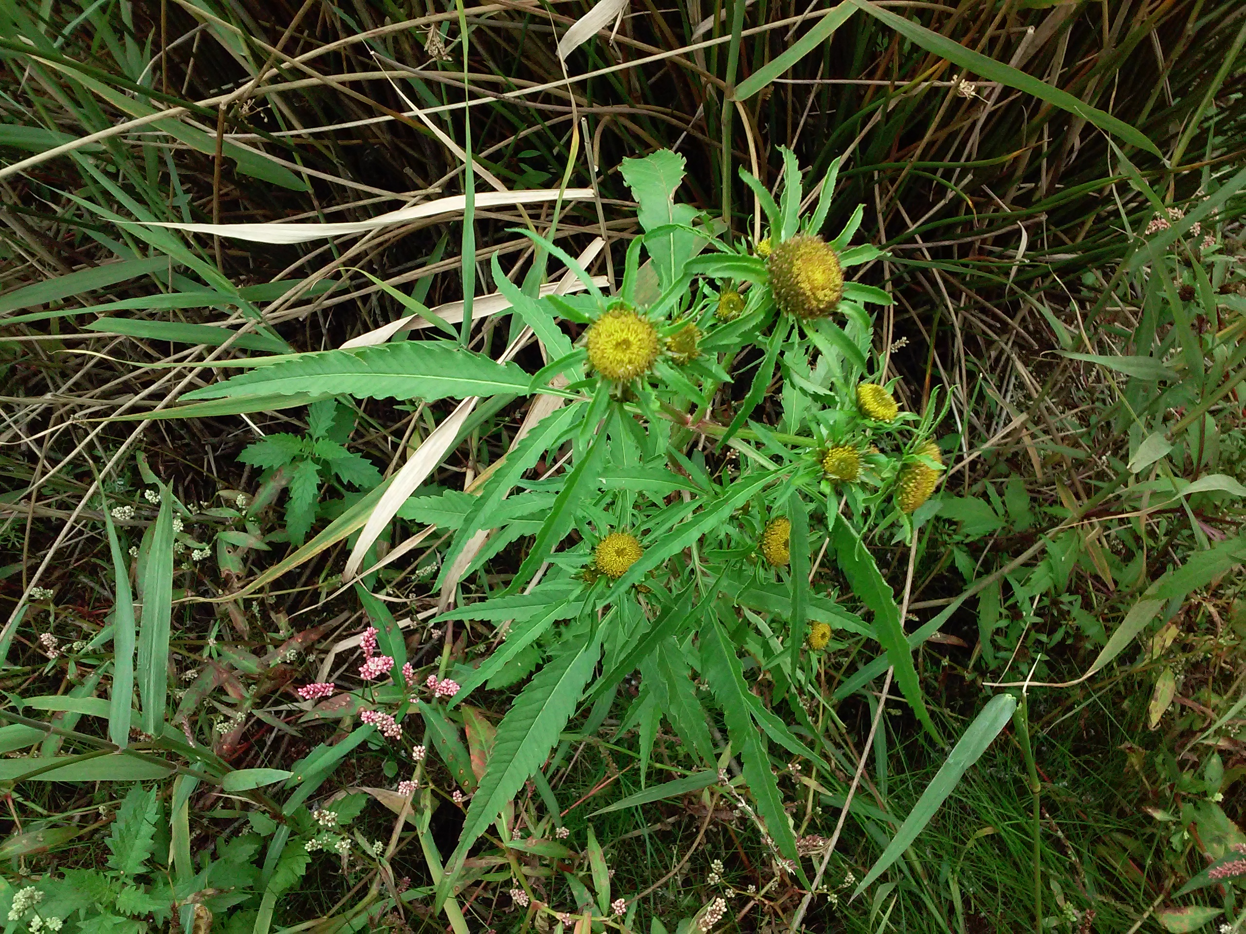 Bidens radiata (door Patrick Lansing)