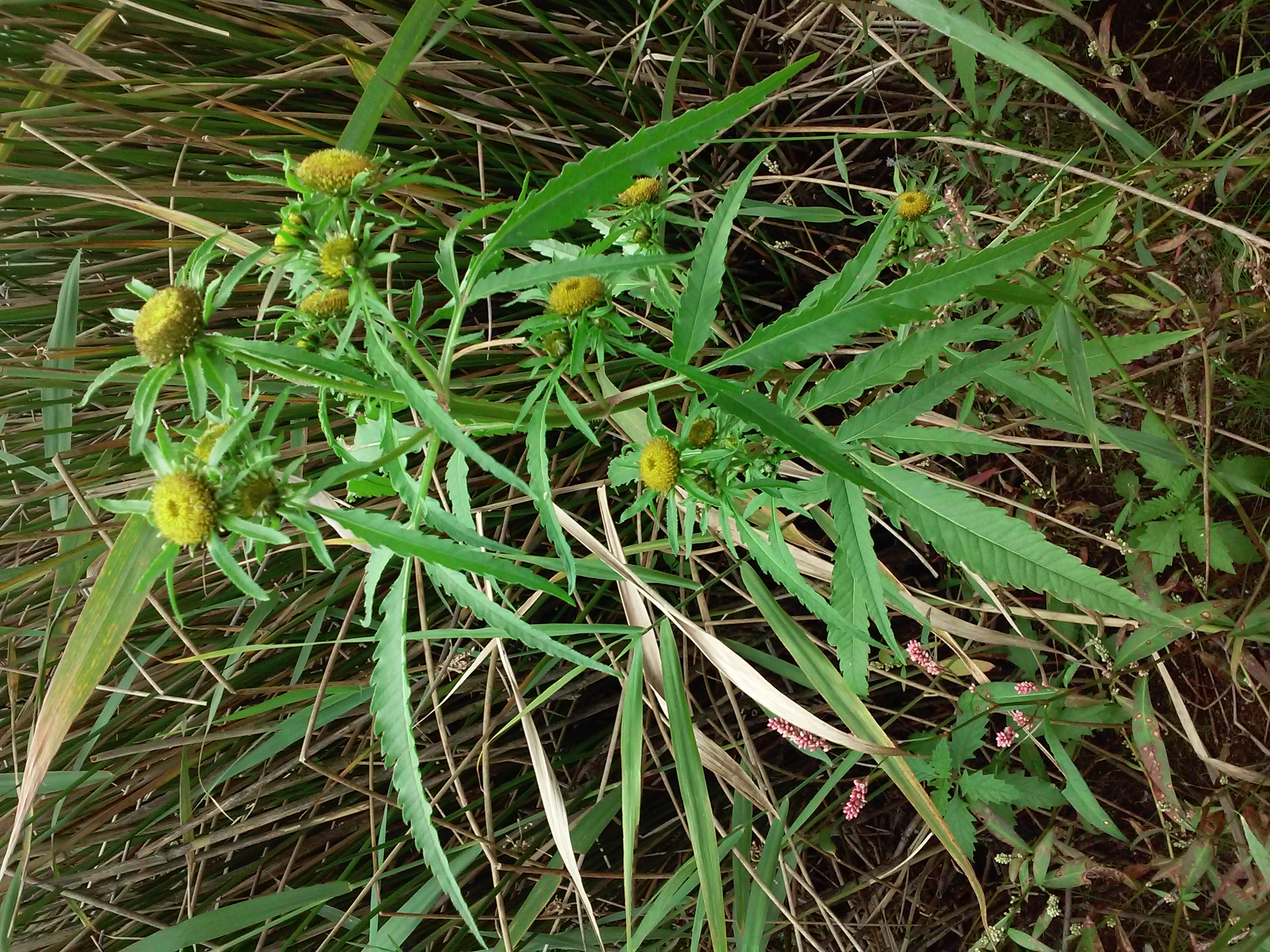 Bidens radiata (door Patrick Lansing)