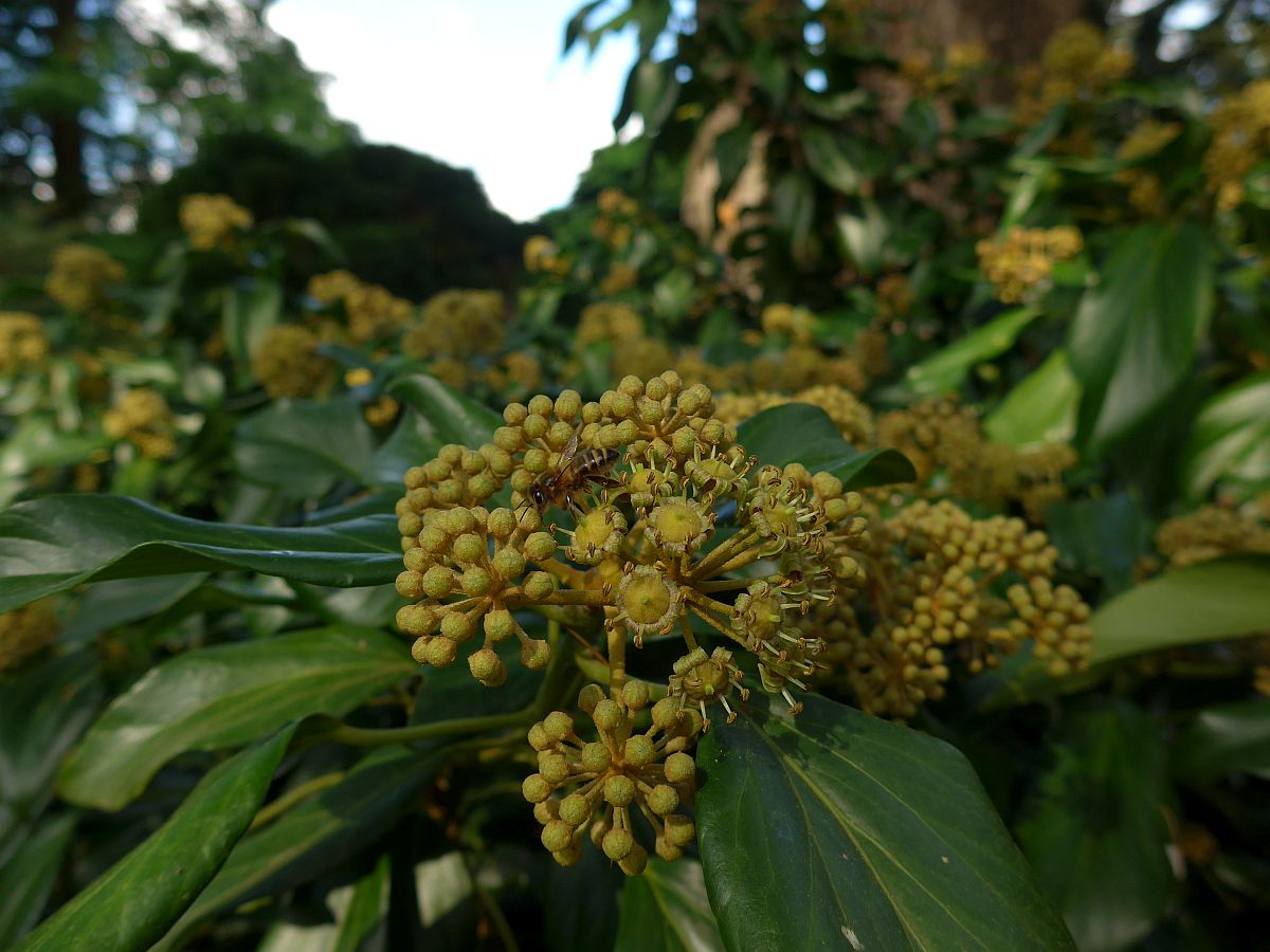 Hedera colchica (door Hanneke Waller)