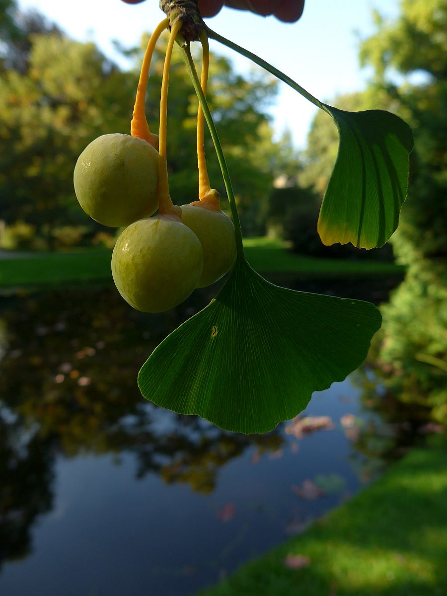 Ginkgo biloba (door Hanneke Waller)