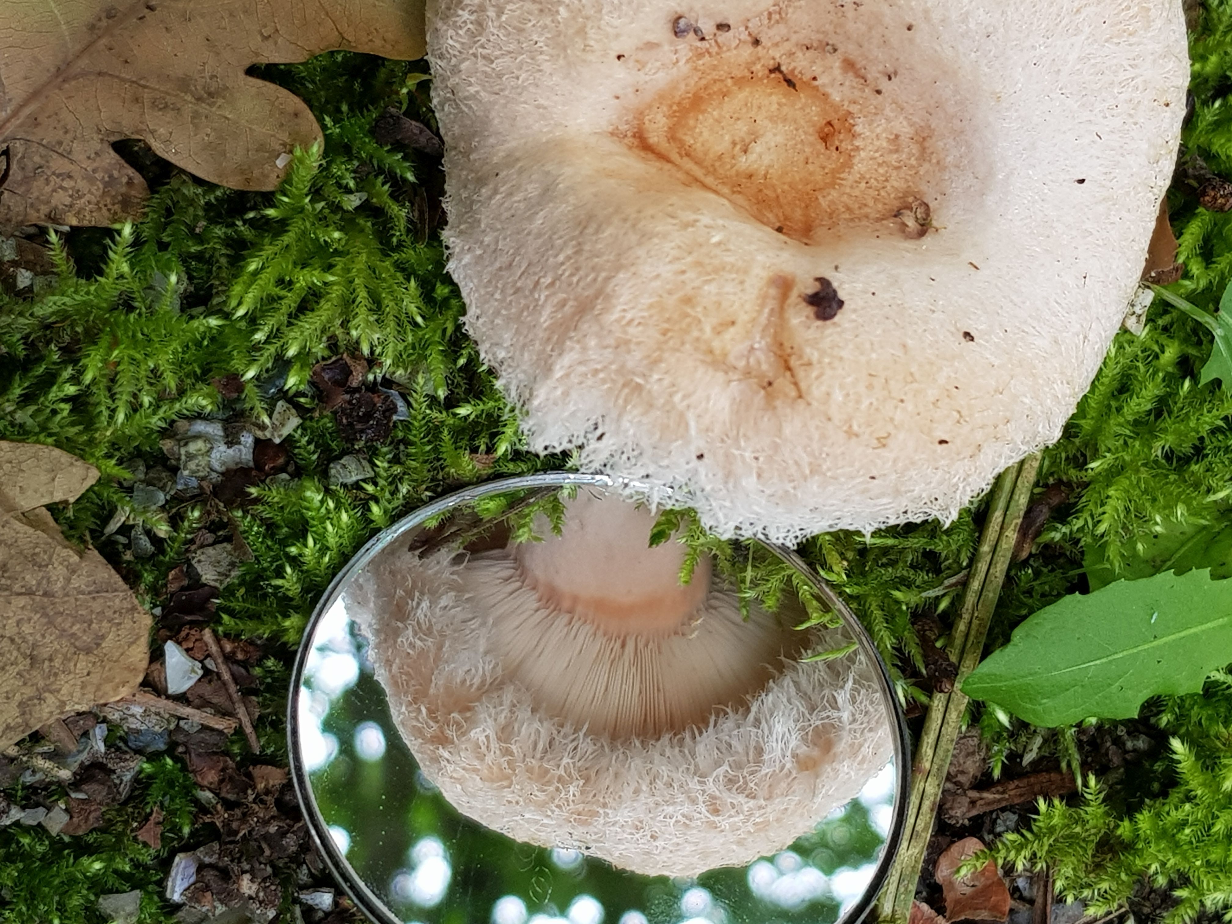 Lactarius pubescens (door Ineke Bosch)