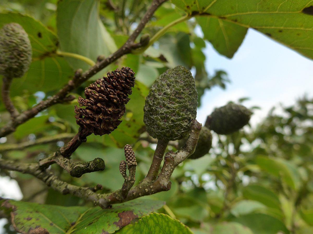 Alnus cordata (door Hanneke Waller)