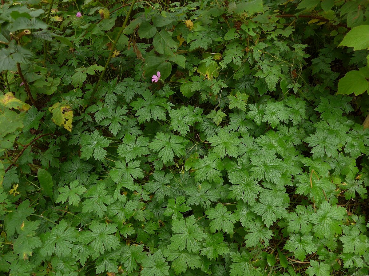 Geranium endressii (door Hanneke Waller)