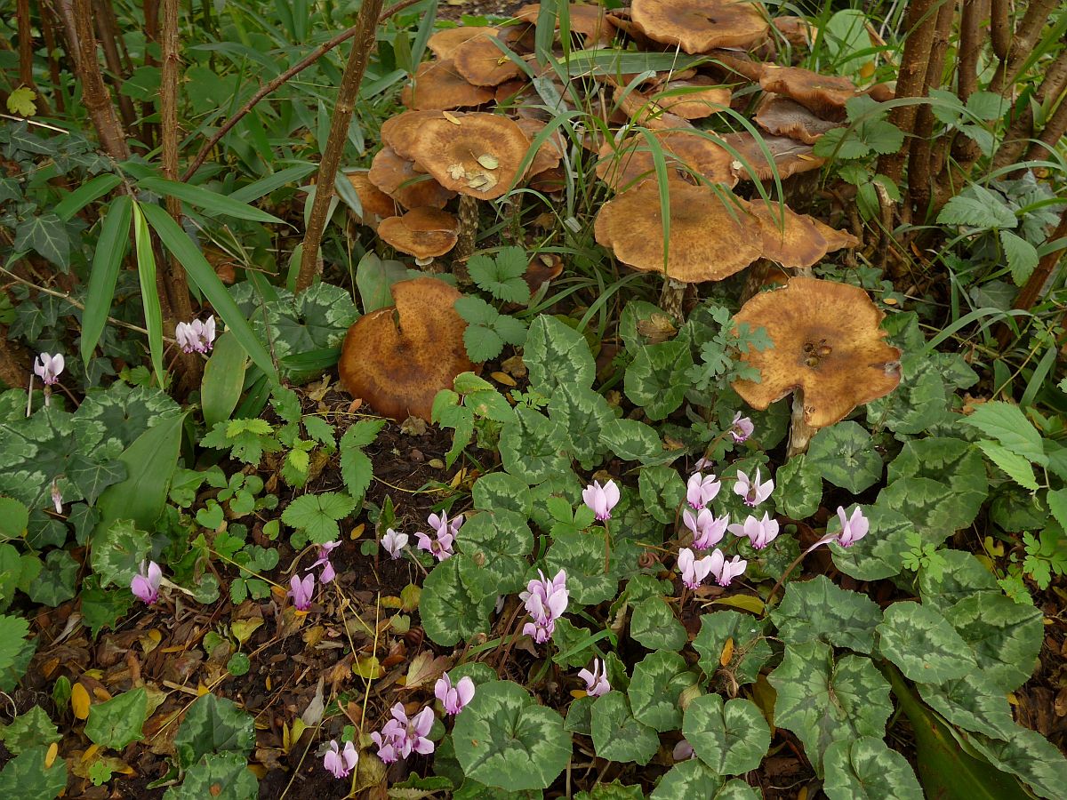 Cyclamen hederifolium (door Hanneke Waller)