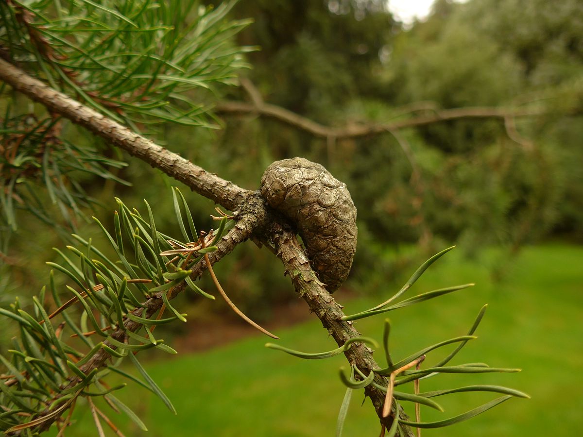 Pinus banksiana (door Hanneke Waller)