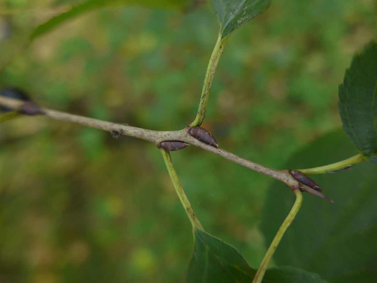 Rhamnus cathartica (door Hanneke Waller)