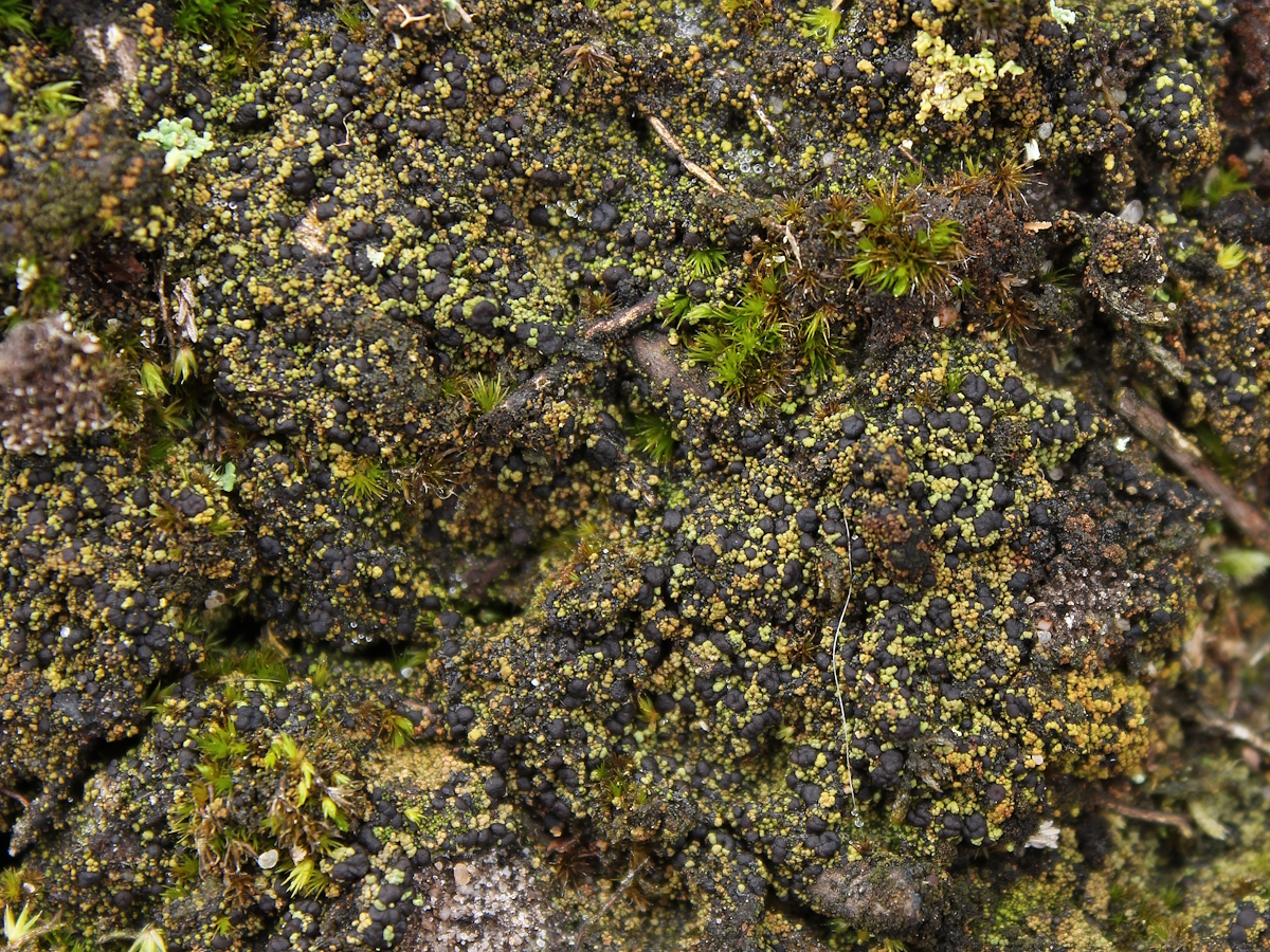 Placynthiella oligotropha (door Henk-Jan van der Kolk)