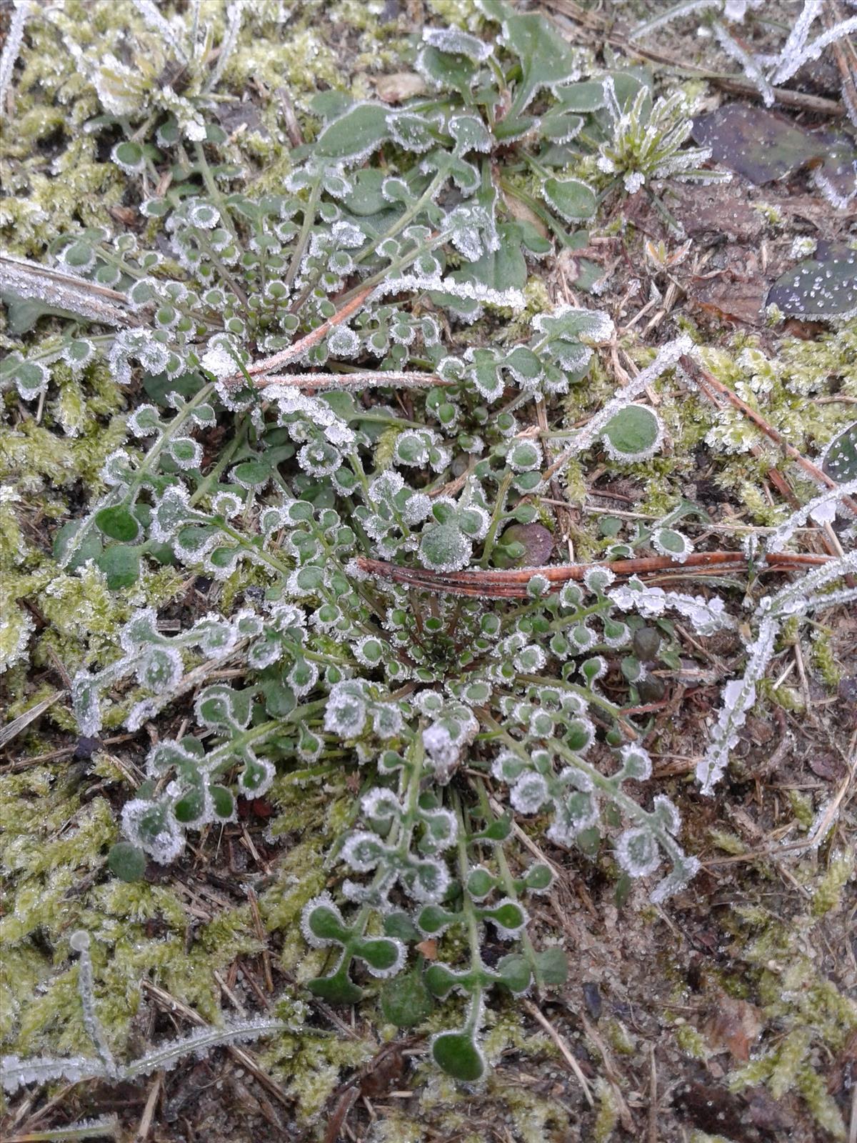 Teesdalia nudicaulis (door Edwin Dijkhuis)