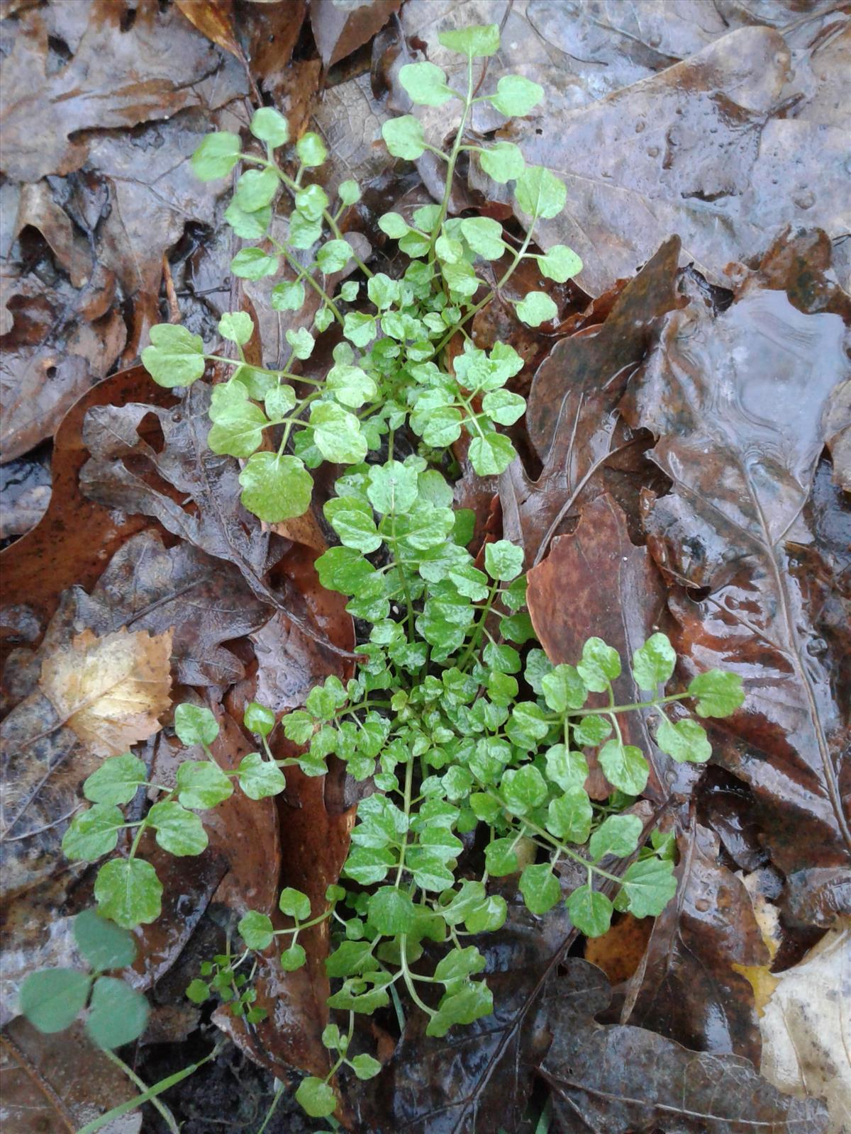 Cardamine flexuosa (door Edwin Dijkhuis)