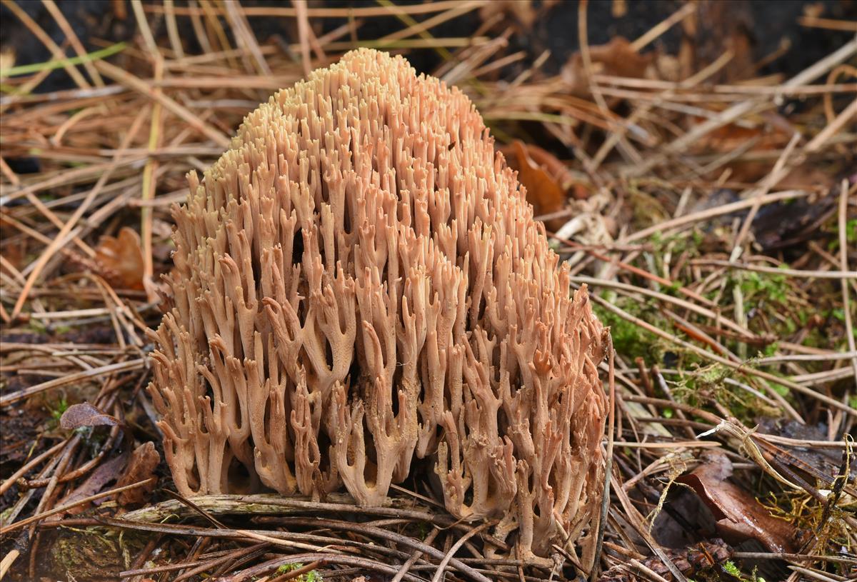 Ramaria stricta (door Laurens van der Linde)