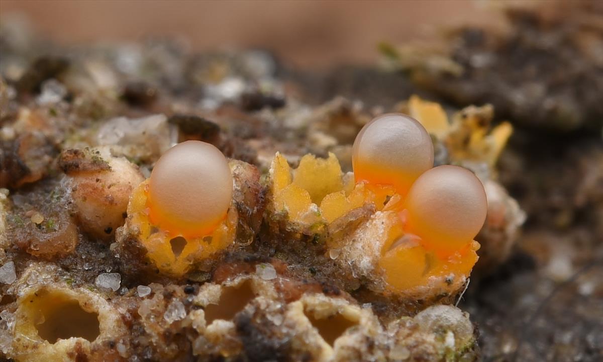 Sphaerobolus stellatus (door Laurens van der Linde)