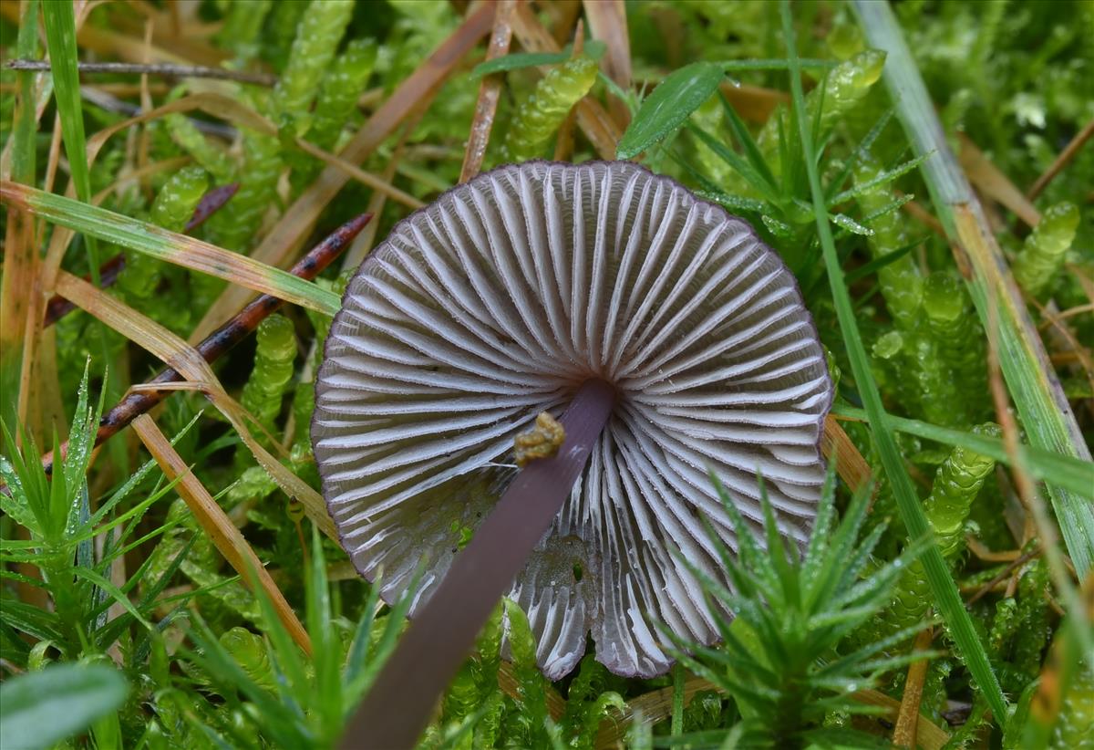 Mycena purpureofusca (door Laurens van der Linde)