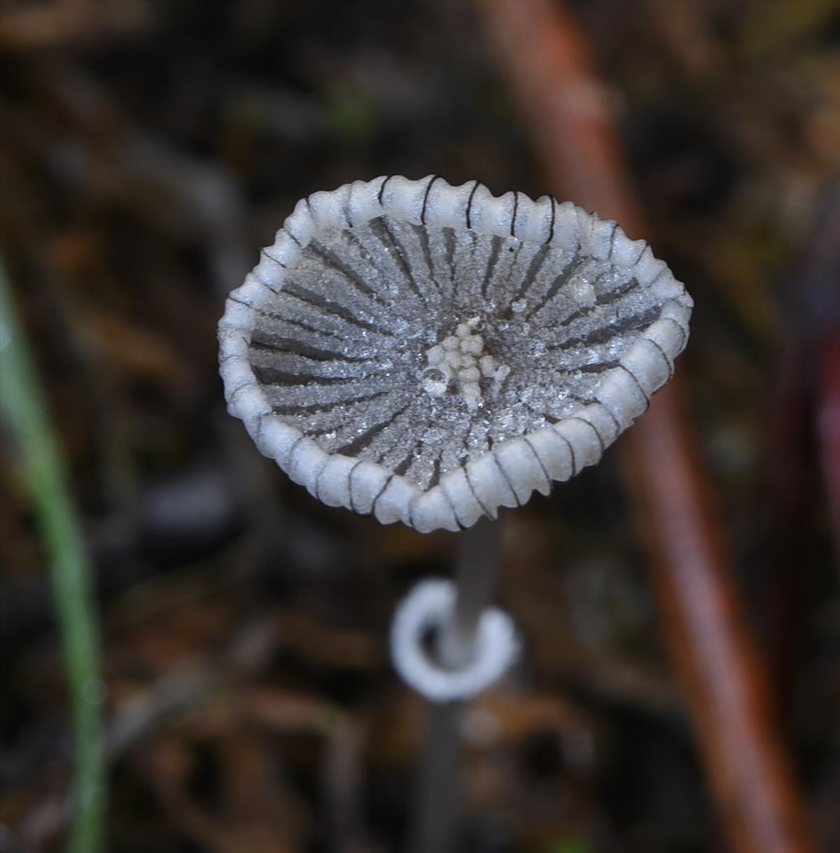 Coprinopsis ephemeroides (door Laurens van der Linde)