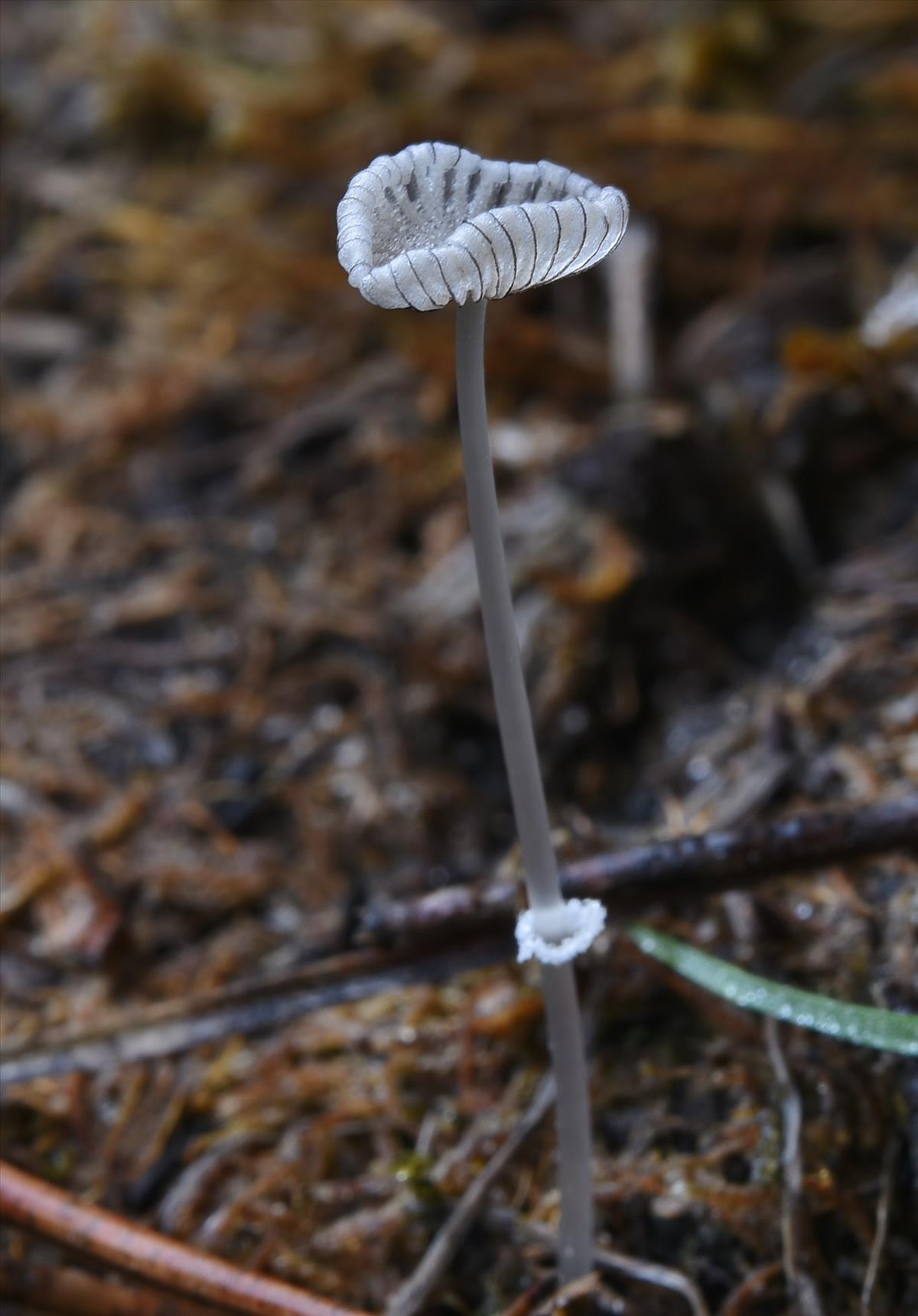 Coprinopsis ephemeroides (door Laurens van der Linde)