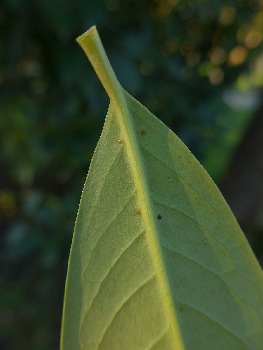 Prunus laurocerasus (door Hanneke Waller)
