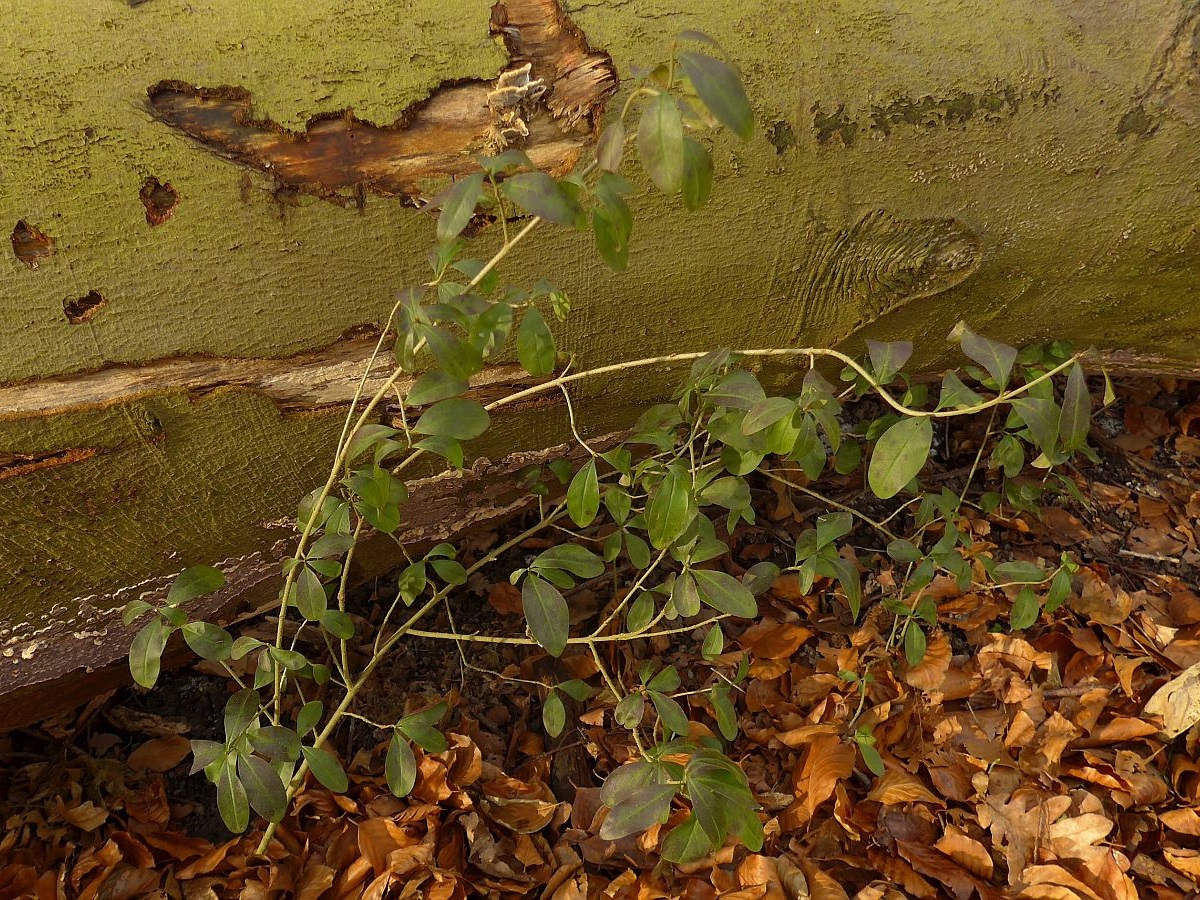 Ligustrum vulgare (door Hanneke Waller)