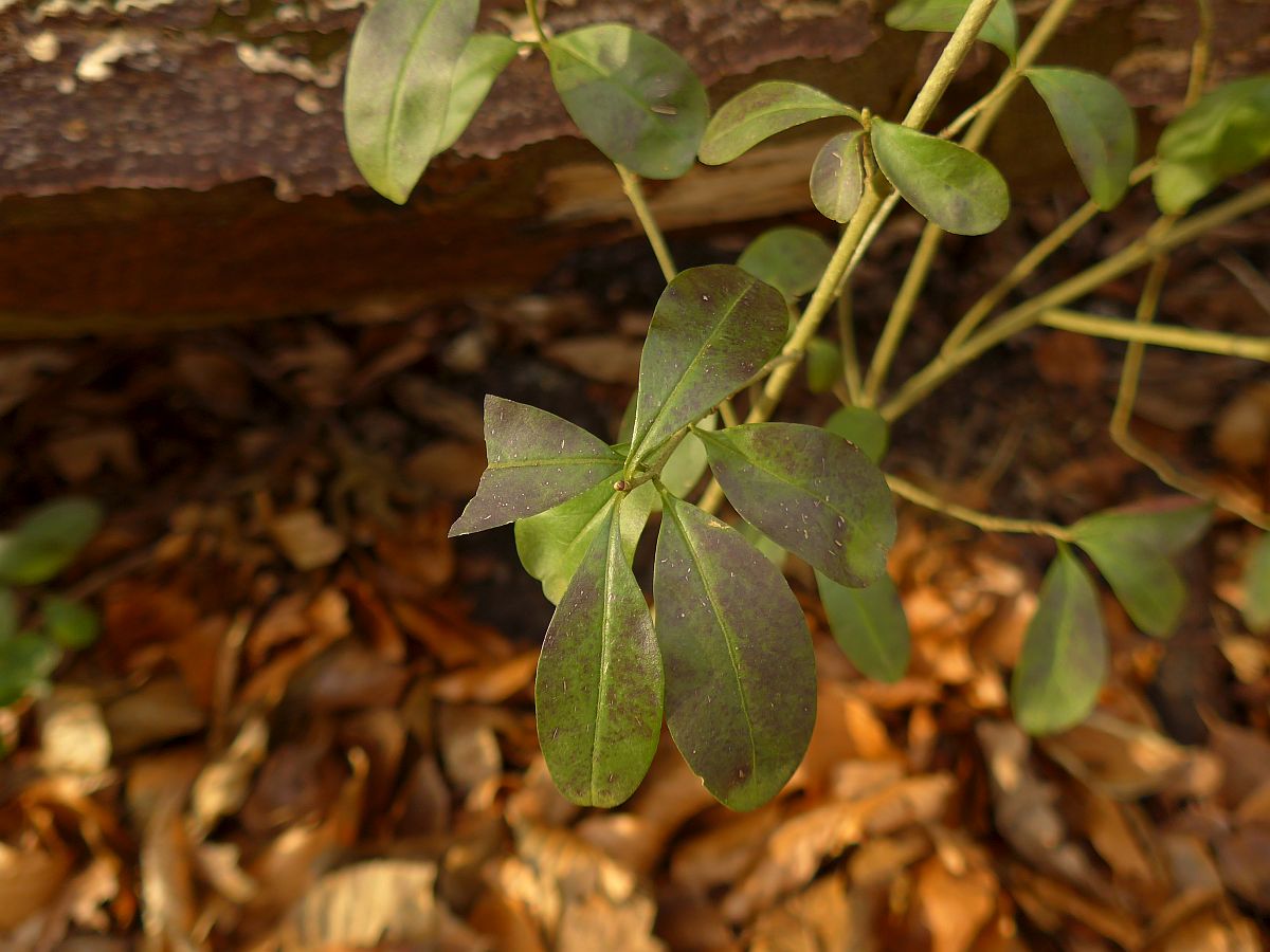 Ligustrum vulgare (door Hanneke Waller)