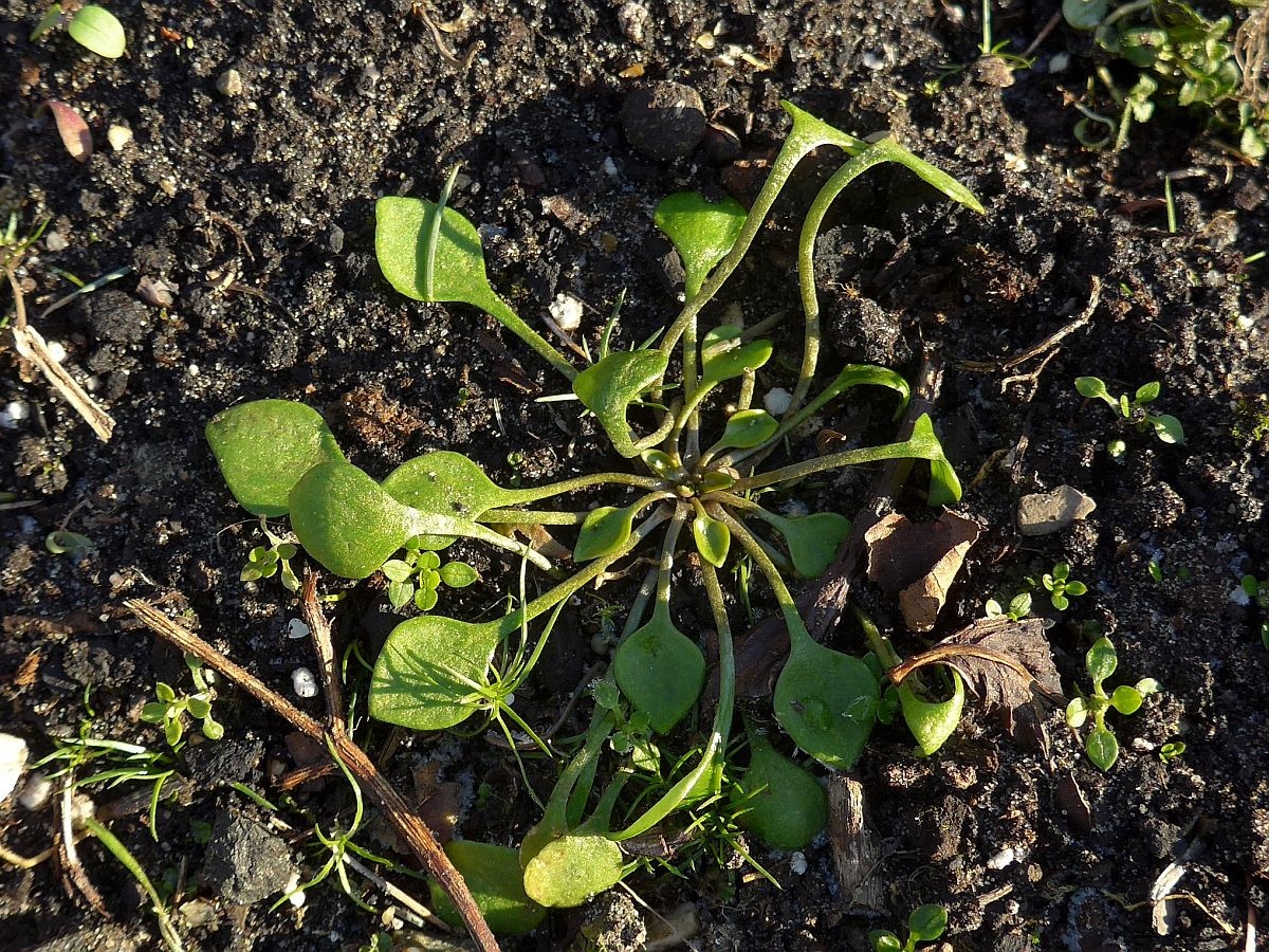 Claytonia perfoliata (door Hanneke Waller)