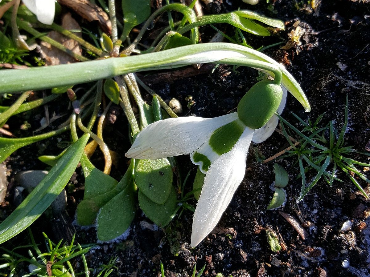 Galanthus elwesii (door Hanneke Waller)