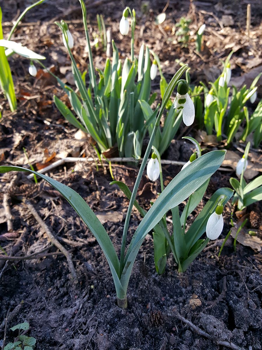 Galanthus elwesii (door Hanneke Waller)