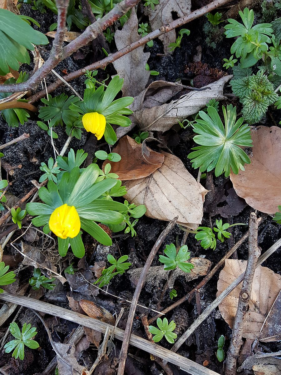 Eranthis hyemalis (door Hanneke Waller)