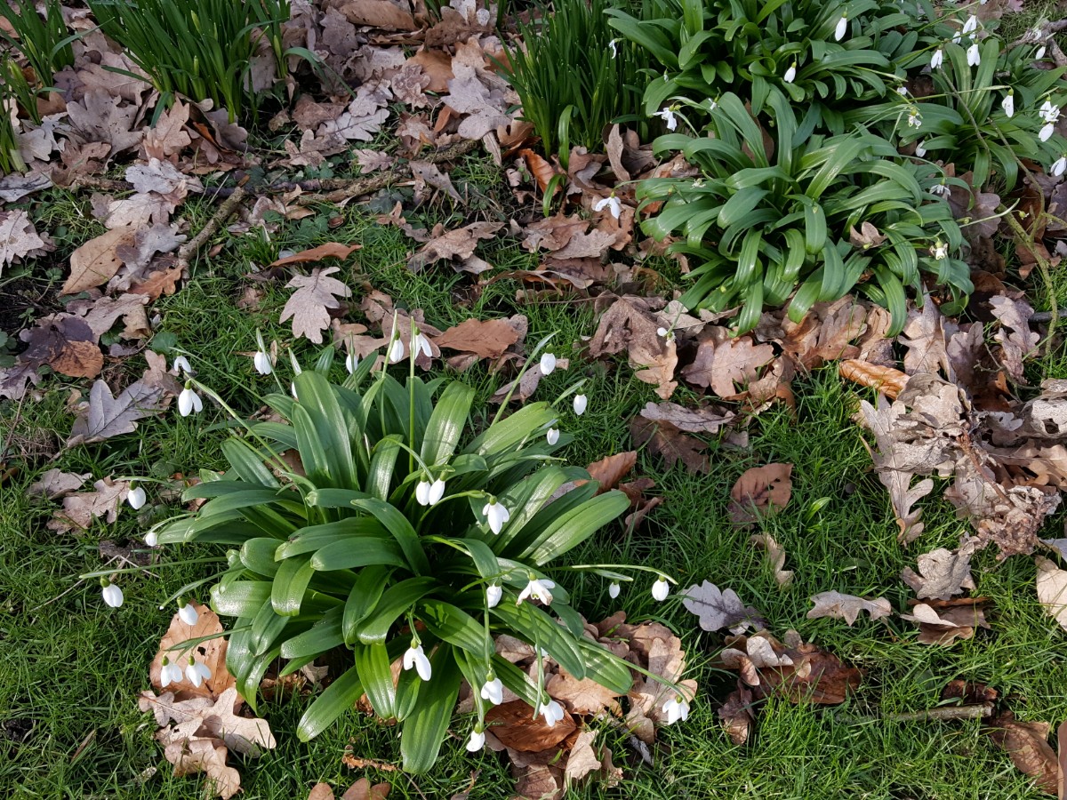 Galanthus woronowii (door Hanneke Waller)