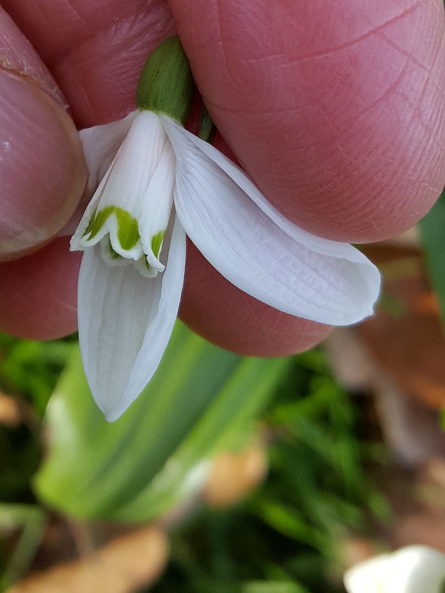 Galanthus woronowii (door Hanneke Waller)