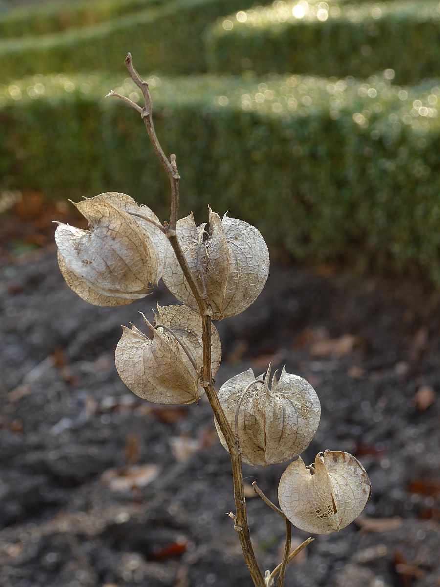 Nicandra physalodes (door Hanneke Waller)