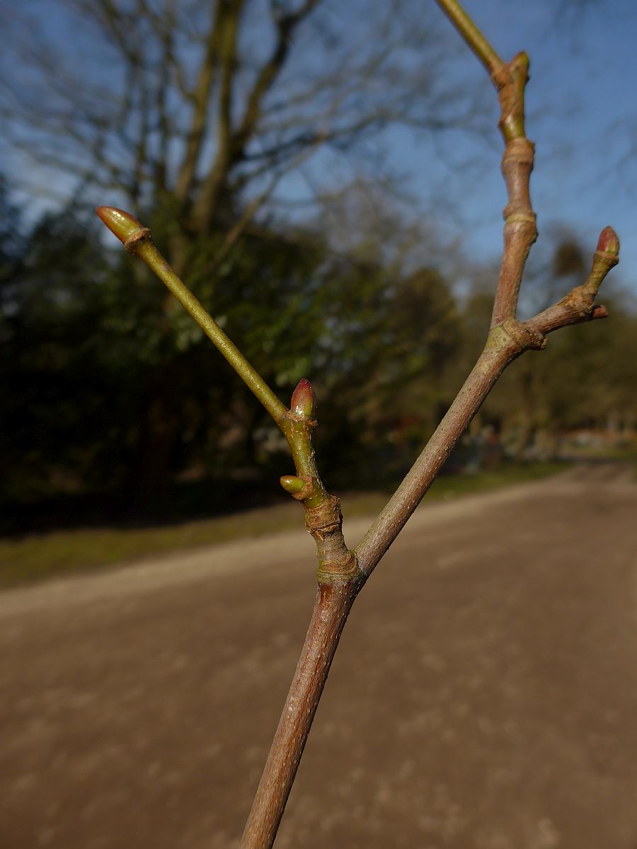 Platanus x hispanica (door Hanneke Waller)