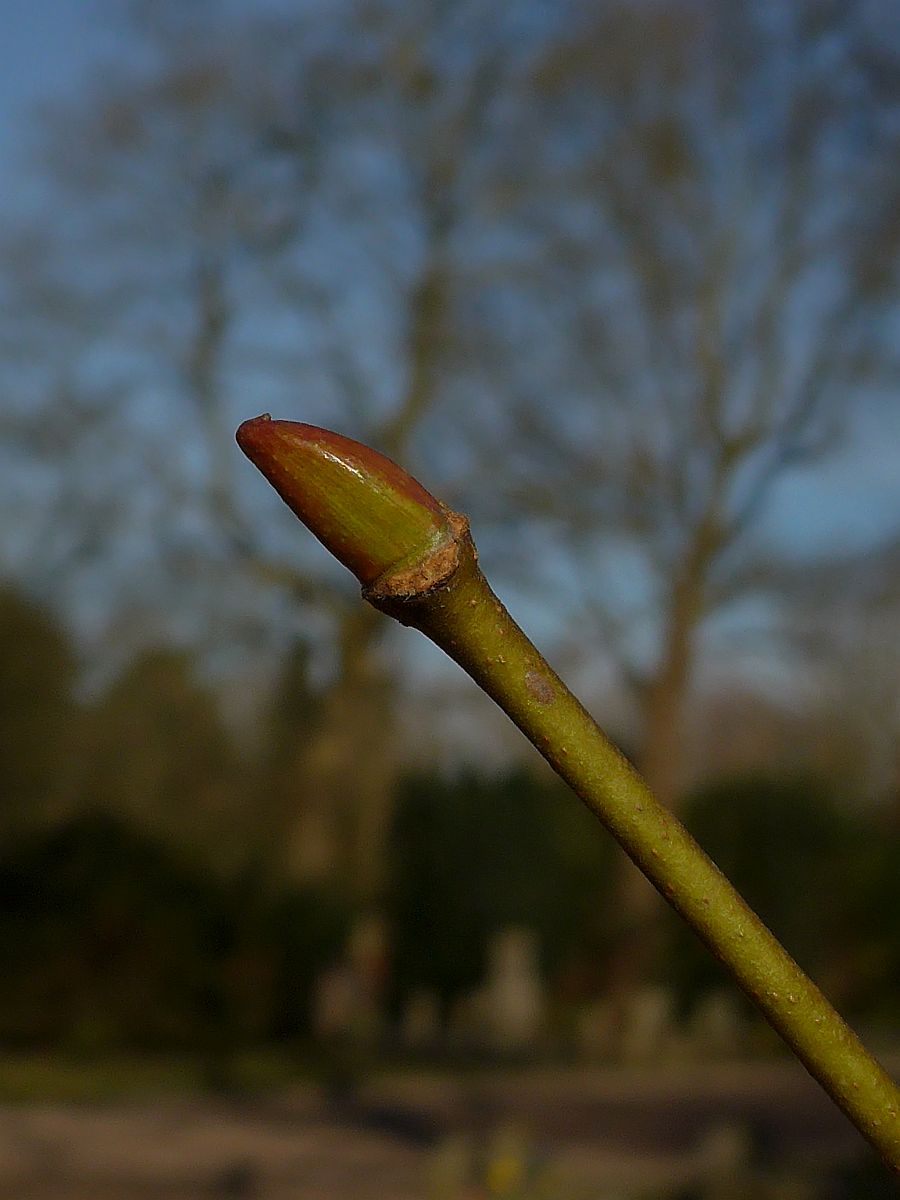 Platanus x hispanica (door Hanneke Waller)