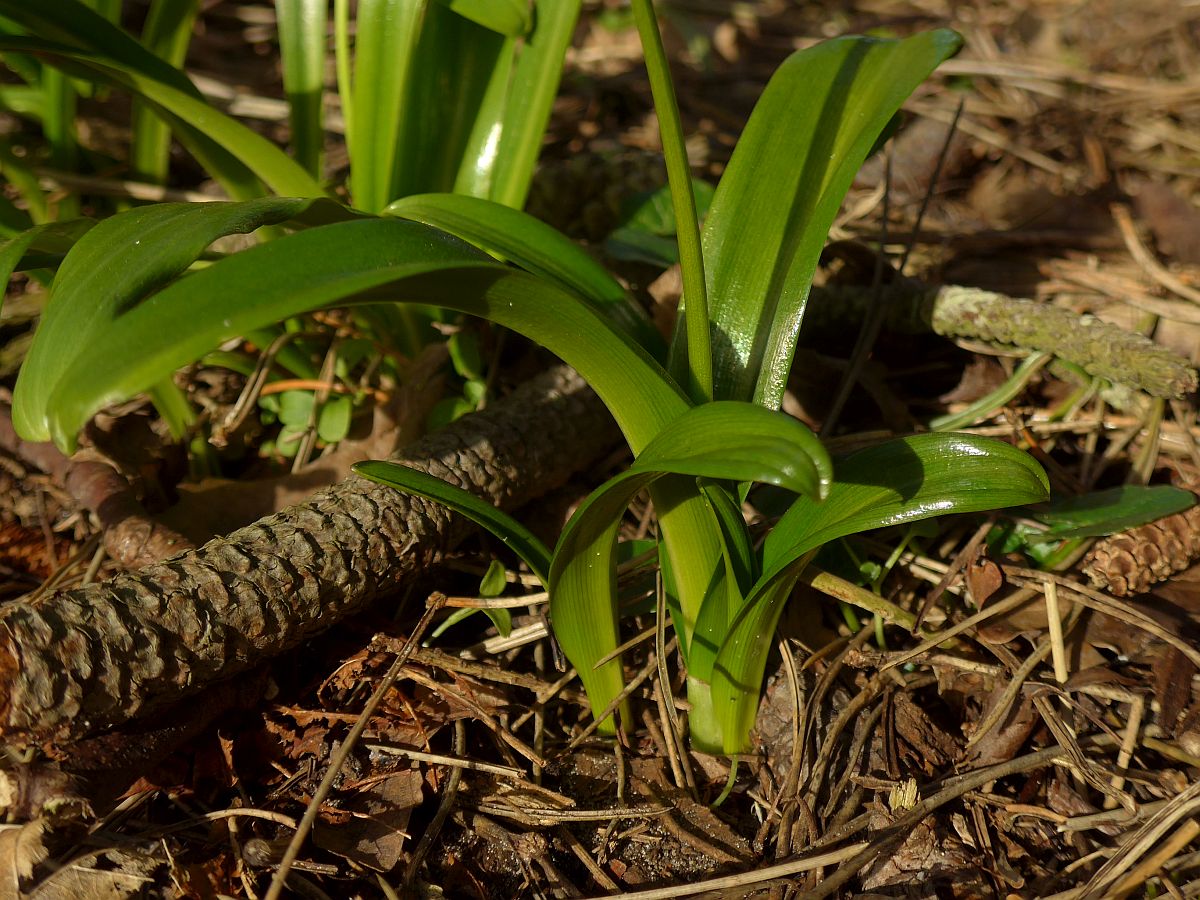 Galanthus woronowii (door Hanneke Waller)