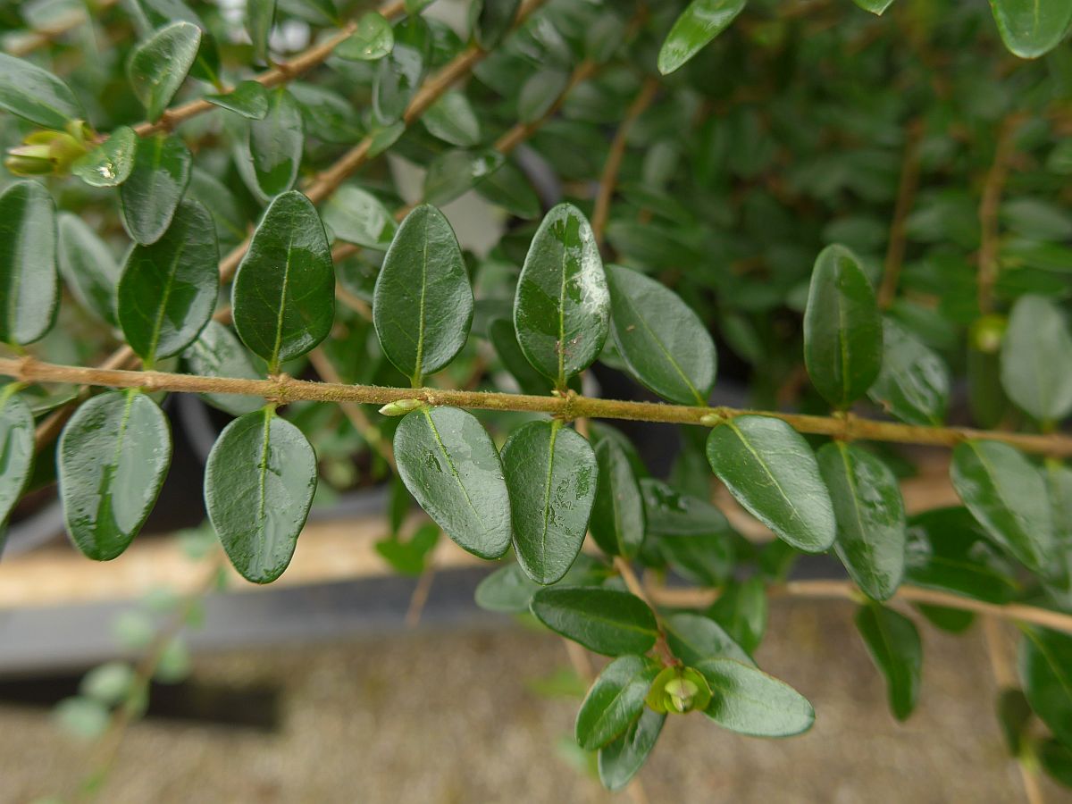 Lonicera nitida (door Hanneke Waller)