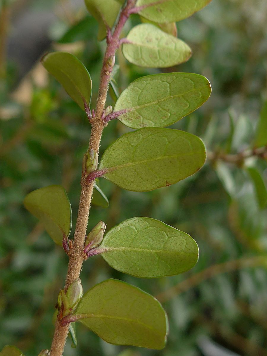 Lonicera nitida (door Hanneke Waller)