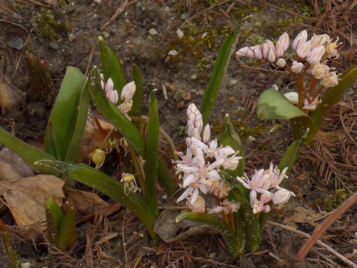 Scilla bifolia (door Hanneke Waller)
