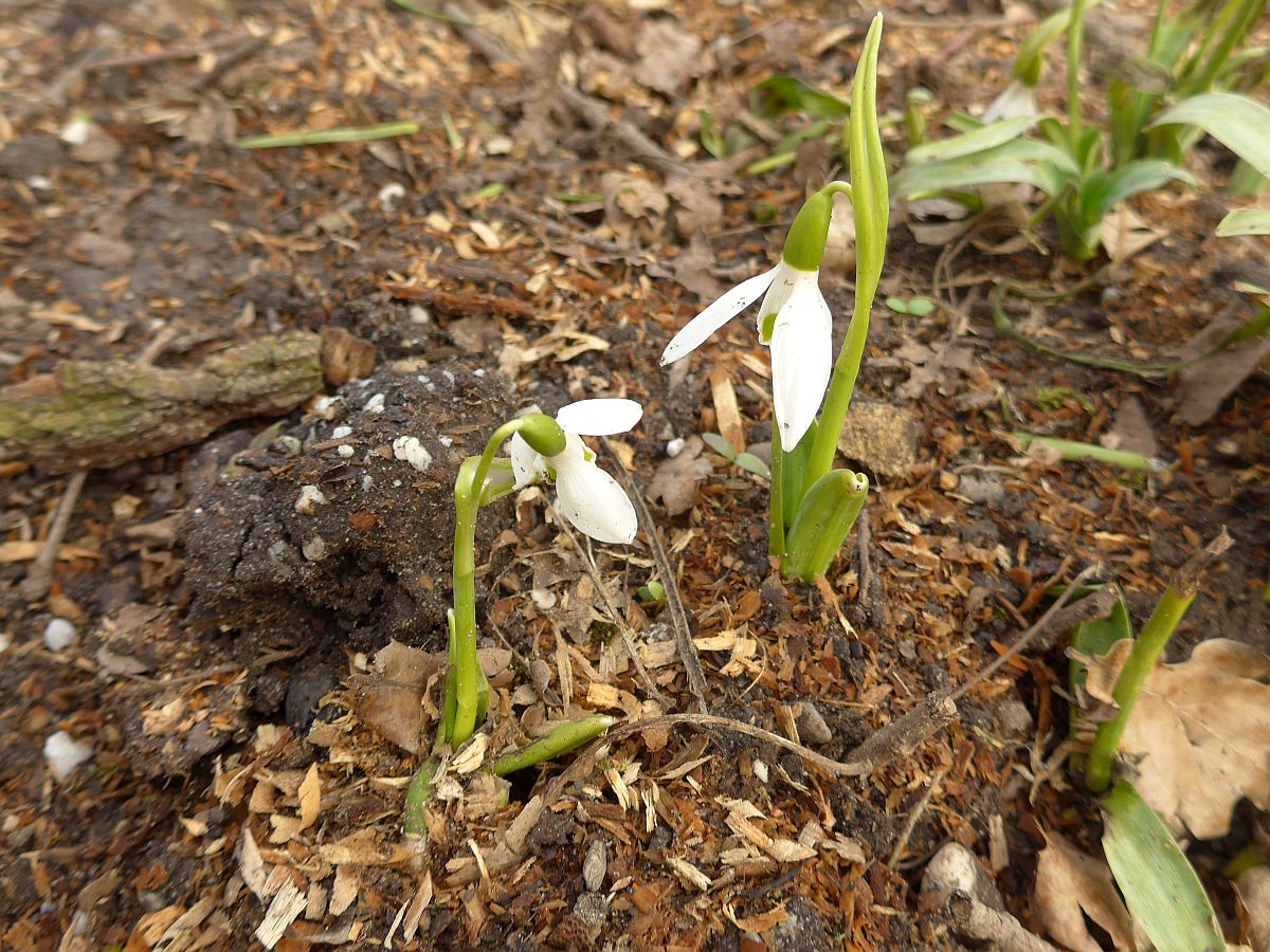 Galanthus caucasicus (door Hanneke Waller)