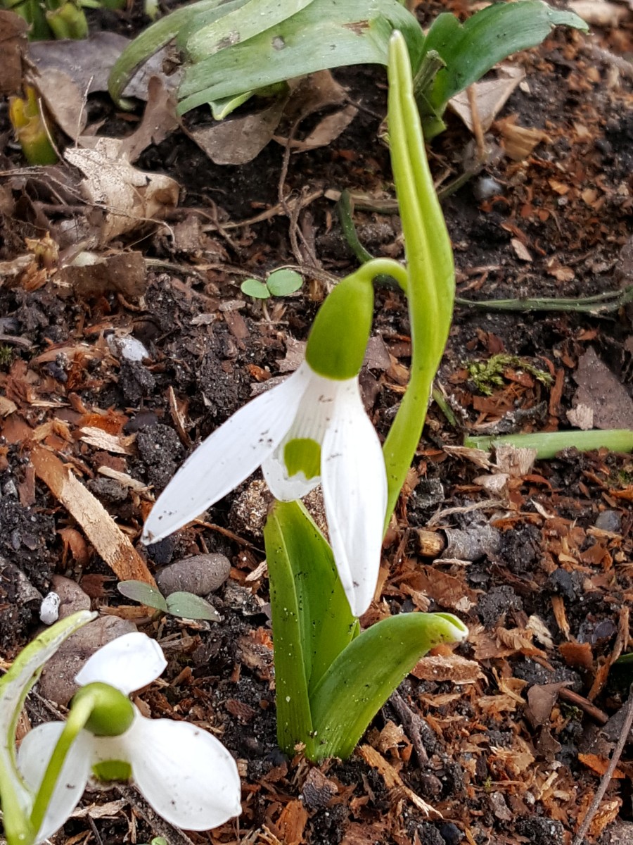 Galanthus caucasicus (door Hanneke Waller)