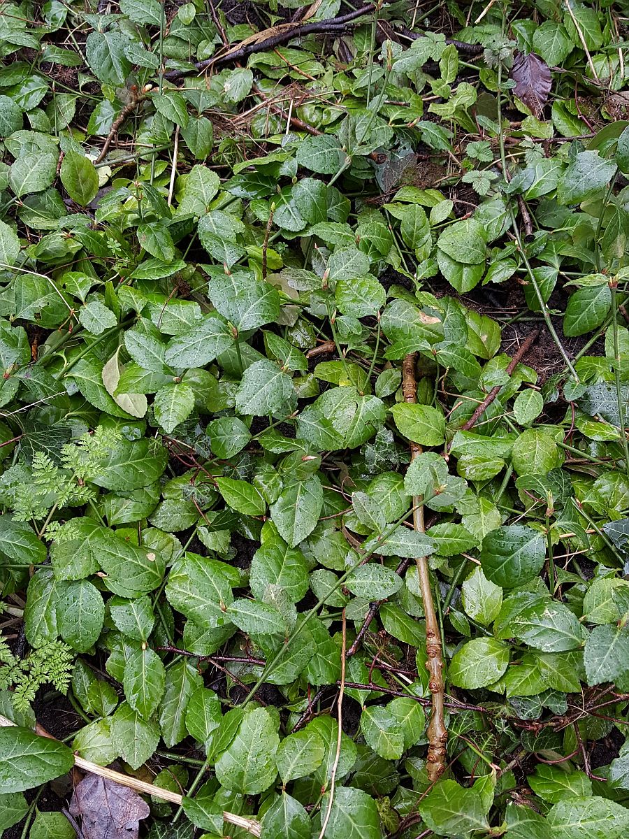Euonymus fortunei (door Hanneke Waller)