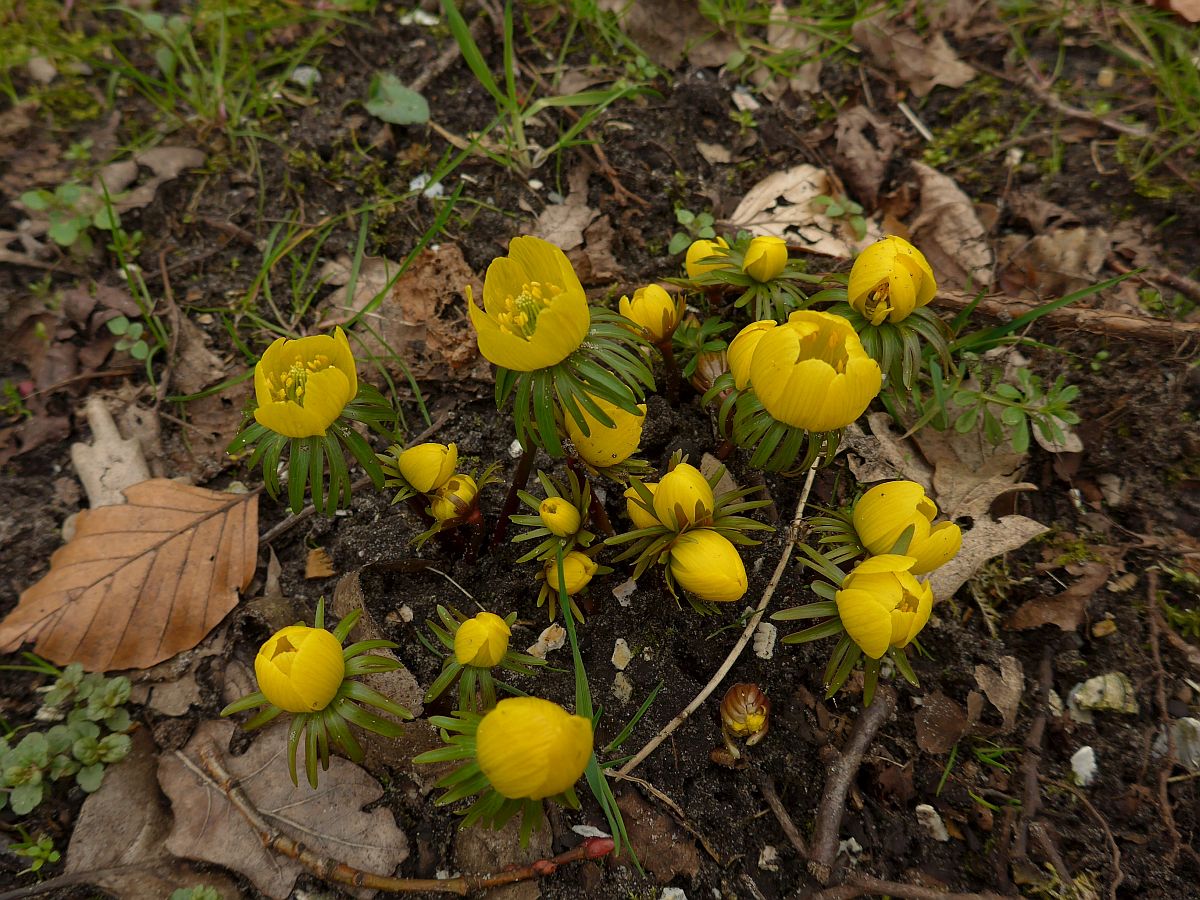 Eranthis cilicica (door Hanneke Waller)