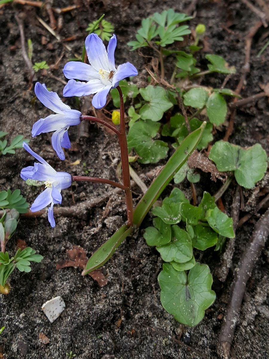 Scilla forbesii (door Hanneke Waller)