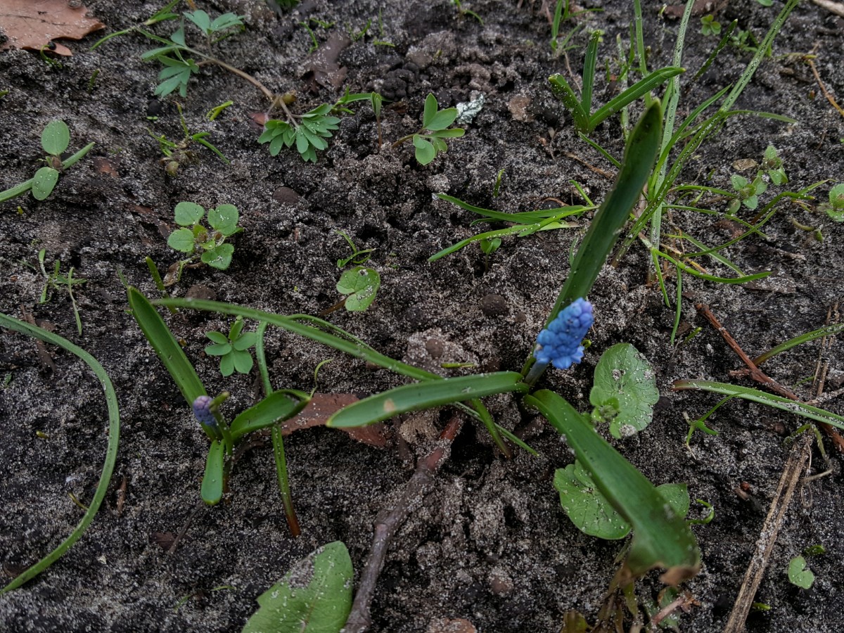 Muscari azureum (door Hanneke Waller)