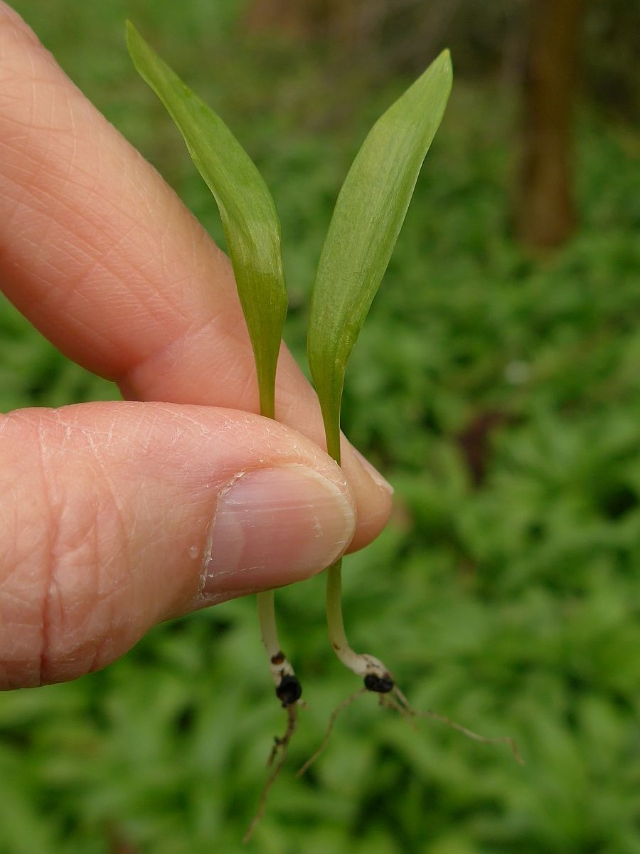 Allium ursinum (door Hanneke Waller)