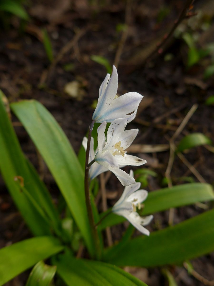 Scilla mischtschenkoana (door Hanneke Waller)